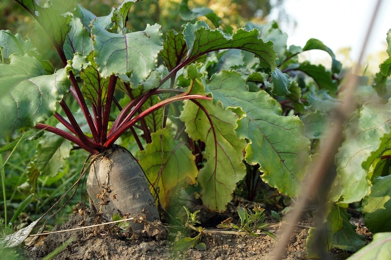 Organic Vegetables